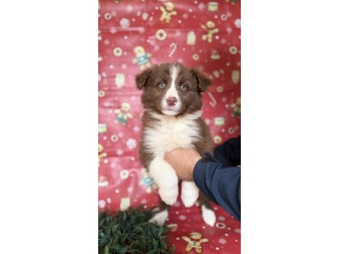 Zeka sadakat ve enerji border collie yavruları