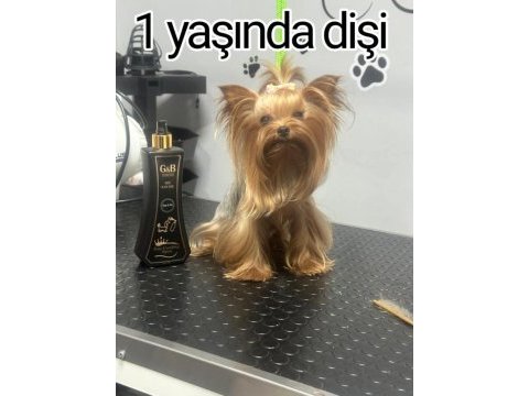Orjinal şecereli baby face yorkshire yavrular