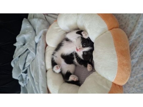 Minik bebek kedimiz yuva arıyor