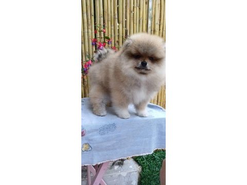 Pomeranian boo tea cup erkek