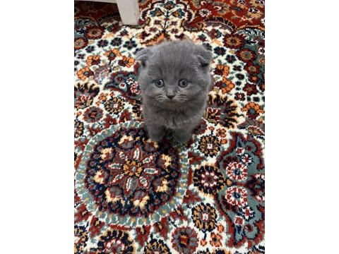 Safkan scottish fold yavrular