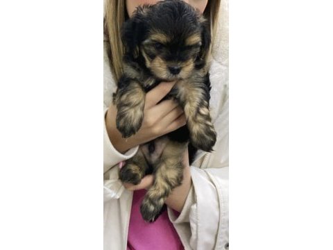 Maltipoo acil sahiplendirme