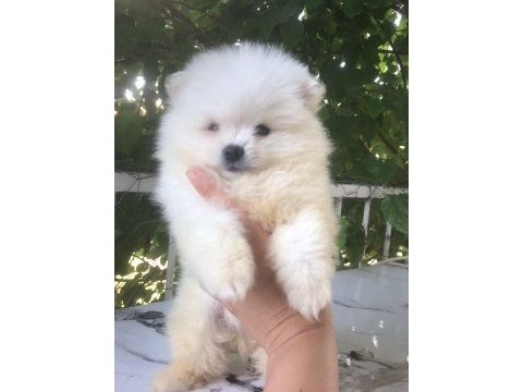 Pomeranian boo yavrularım teslime hazırlar