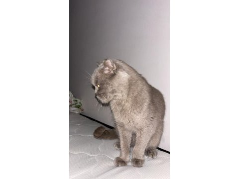 7 aylık dişi kedime yuva arıyorum