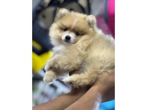 Uygun pomeranian arayanlara