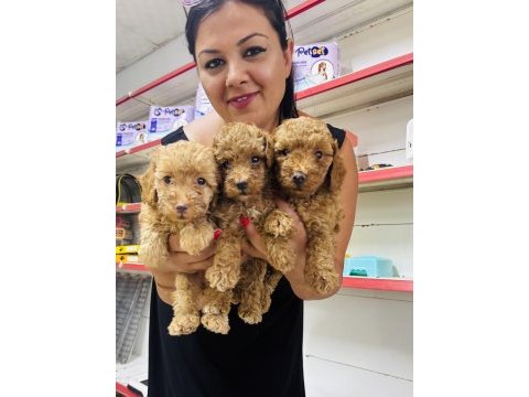 Red toy poodle yavrularım