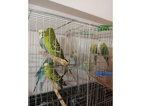 Jumbo ve yerli muhabbet kuşu