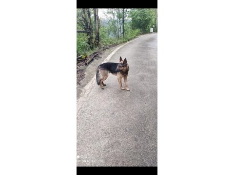 1 yaşında saf kan alman kurdu
