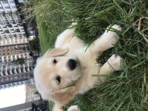 Yavru golden retriever köpeklerimiz