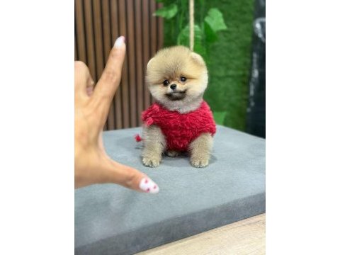 Ayı surat teddy boo yavrular