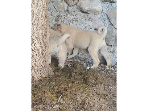Dişi erkek 2 adet kangal köpeği