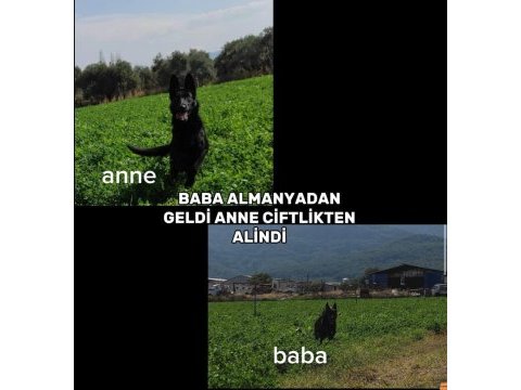 Siyah alman kurdu köpekler