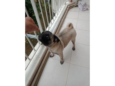 Inanın çok seveceksiniz pug