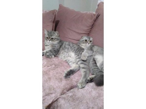 British longhair ile scotish shorthair