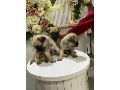 A kalite 50 günlük erkek ve dişi pug mops bebekler