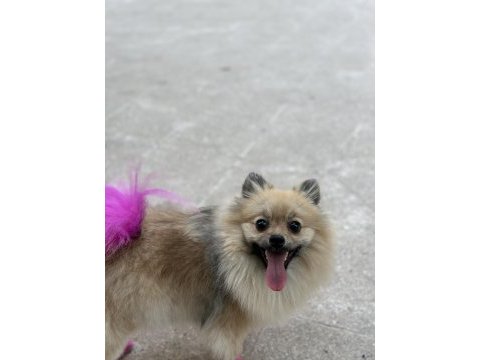 Pomeranian boo dişi