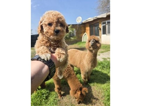 Sağlıklı maltipoo bebekler