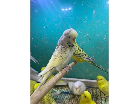 Erkut pet'den yavru jumbo muhabbet kuşları sınırsız sayıda