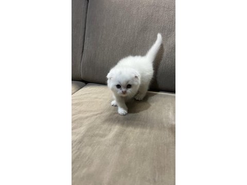 55 günlük kartopu scottish fold yavrumuz yeni yuva arıyor