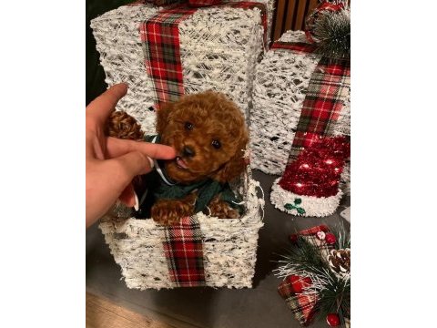 Micro teacup kore poodle bebeklerimiz