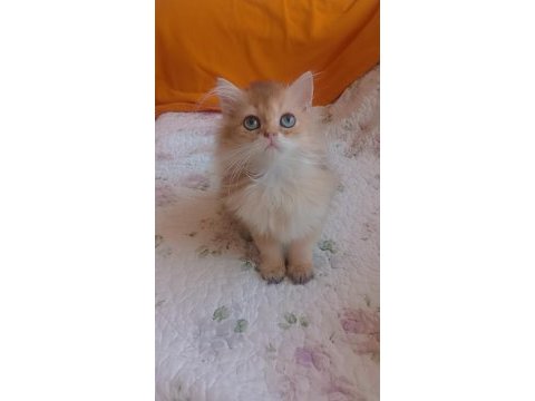 Full şecereli golden british longhair erkek ve dişi
