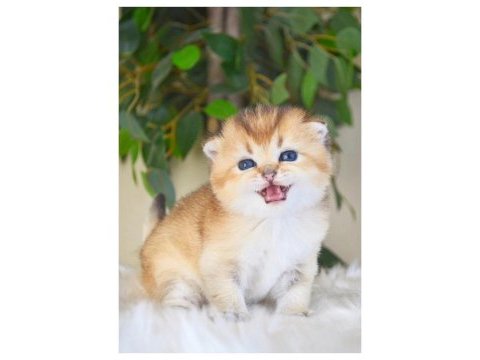 Scottish fold dişi yavrum