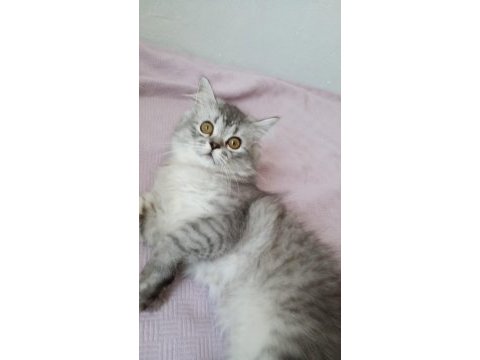 4 buçuk aylık british longhair