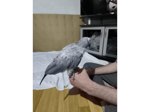 Evcil ve konuşan jako papağanı stres geçirmiştir