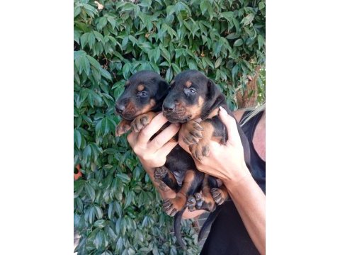 Irk ve sağlık garanti doberman yavrularım