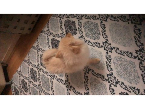 9 aylık erkek yavru pomeranian ilk aşı yapıldı
