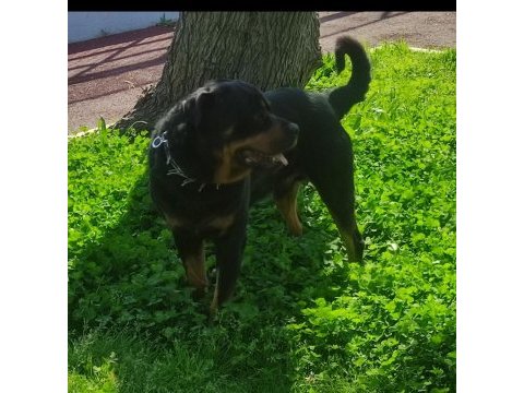 2 yaşında rottweiler