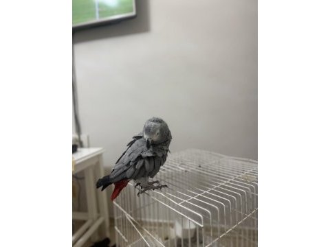 Süper konuşan jako papağanı