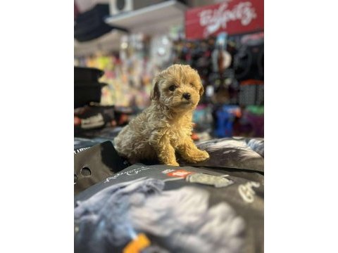 Efsane güzellikte hipoalerjenik teacup maltipoo