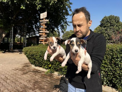 Jack russell yavru köpeklerimiz