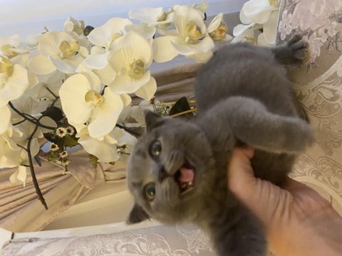 Scottish fold kedimiz dumanımız yeni yuva arıyor