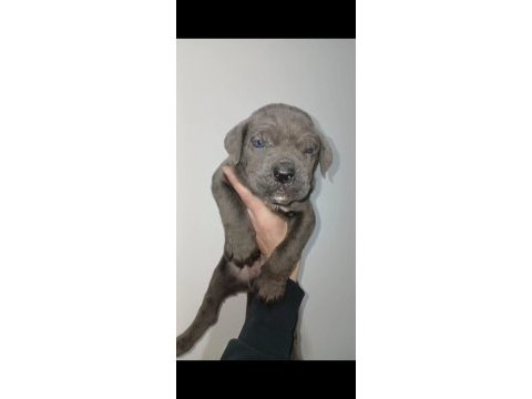 Cane corso yavru köpeklerimiz