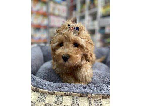 Mini ve standart maltipoo bebekler