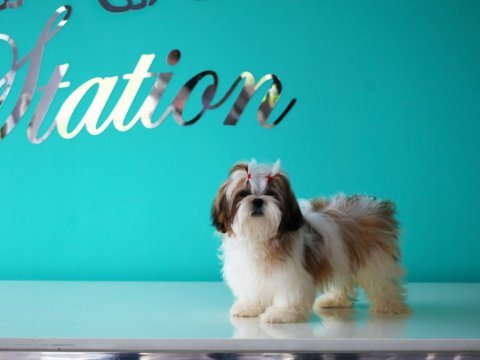 Petstatıon dan şecereli shih-tzu yavruları