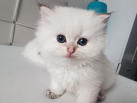 Orjinal british longhair yavrular