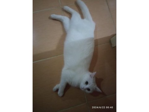 British shorthair yeni yavrular (beyaz&gri) ankara/polatlı