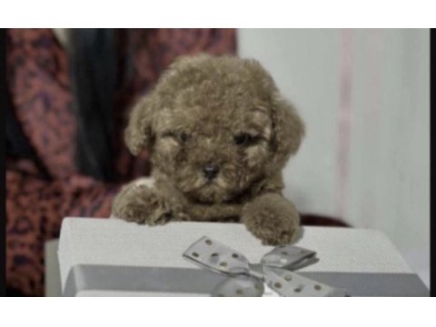Toy poodle yavrumuz