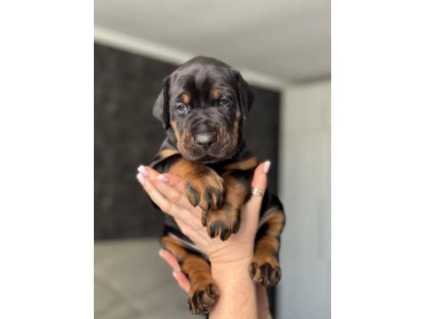 Doberman yavrularımız