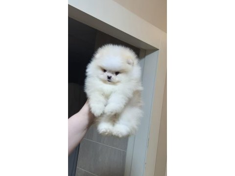 Üst kalite miniboy pomeranian boo erkek
