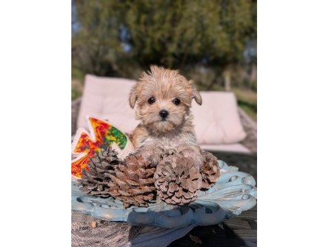 Teacup morkie yavrular