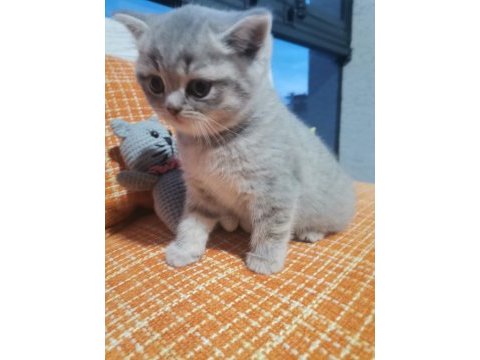 British shorthair dişi yavru