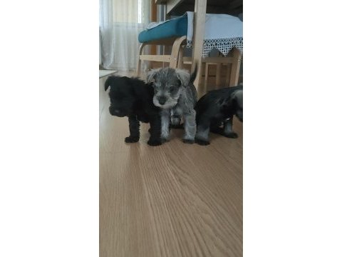 Muhteşem schnauzer bebekler
