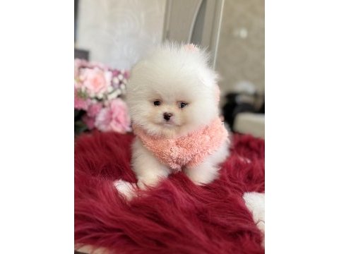 Teacup ayıcık pomeranian