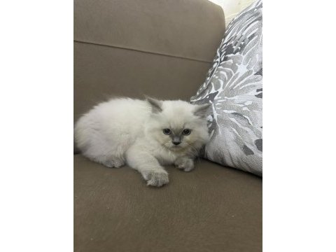 Yavru cins kedimiz