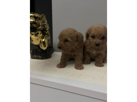 Maltipoo yavrularimiz
