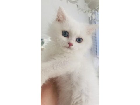 Kar beyaz british longhair mavi gözlü yakışıklı
